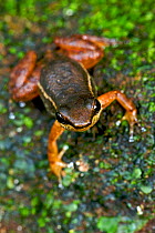 Awa Rocket-Frog (Hyloxalus awa) Canande Reserve, Ecuador.