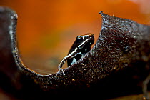 Marbled poison dart frog (Epipedobates boulengeri) on leaf, Ecuador.