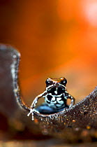 Marbled poison dart frog (Epipedobates boulengeri) on leaf, Ecuador.