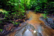 Shallow stream in the rainforest of Canande Reserve, Ecuador.
