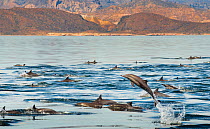 Common Dolphins (Delphinus delphis) porpoising near Isla Animas, Sea of Cortez, Baja Sur, Mexico.