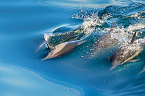 Common Dolphins (Delphinus delphis) swimming near Isla Animas, Sea of Cortez, Baja Sur, Mexico.