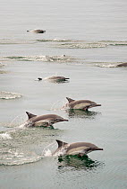 Common Dolphins (Delphinus delphis) swimming / porpoising near Isla Animas, Sea of Cortez, Baja Sur, Mexico.