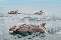 Bottlenose dolphins (Tursiops truncatus) near Isla Animas, Sea of Cortez, Baja Sur, Mexico.