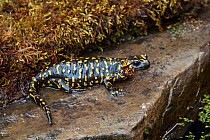 Portuguese fire salamander (Salamandra salamandra gallaica) on damp ledge, captive, native to Portugal.