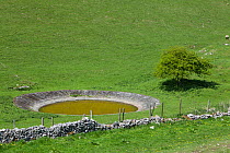 Dew pond, Deep Dale, Derbyshire, England, UK. May 2013.