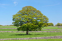 Sycamore (Acer pseudoplatanus) and dry stone walls, near Monyash, Derbyshire, England, UK, May 2013.