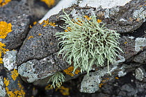 Sea ivory (Ramalina siliquosa) and several other lichens, Grass Point, Mull, Scotland, June.