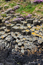 Hexagonal basaltic rock formations and Sea thrift (Armeria maritima) Staffa, Inner Hebrides, Scotland, June.