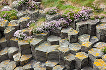 Hexagonal basaltic rock formations and Sea thrift (Armeria maritima) Staffa, Inner Hebrides, Scotland, June.