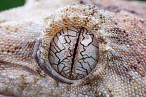 Mossy New Caledonian gecko (Mniarogekko / Rhacodactylus chahoua) close-up of eye, captive from New Caledonia.