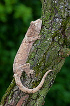 Mossy New Caledonian gecko (Mniarogekko / Rhacodactylus chahoua) captive from New Caledonia.