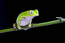 White-lined leaf frog (Phyllomedusa vaillantii) captive, from South America.