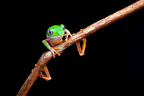 Barred leaf frog  (Phyllomedusa tomopterna) captive from South America