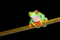 Red-eyed leaf frog (Agalychnis callidryas) Central America