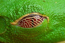 Red-eyed leaf frog (Agalychnis callidryas) close-up of eye showing patterned lower eyelid.