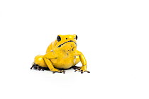 Yellow poison dart frog (Phyllobates terribilis) the world's most poisonous amphibian, captive from northern South America