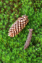 Sitka spruce (Picea sitchensis) cones, one gnawed by a squirrel, lying on hair moss (Polytrichum commune) Peak District, England, UK. July.