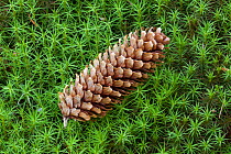 Sitka spruce (Picea sitchensis) cone lying on Hair moss (Polytrichum commune) Peak District, England, UK. July.