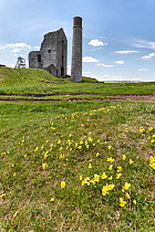 Mountain pansies (Viola lutea) growing on spoil heap near an old lead mine (Magpie Mine) Derbyshire, England, UK, May.