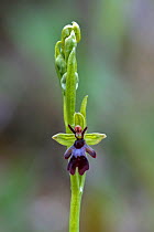 Fly orchid (Ophrys insectifera) Derbyshire, Peak District, England, UK, June.