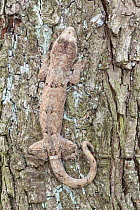 Mossy New Caledonian gecko (Mniarogekko chahoua) camouflaged on tree trunk captive native to New Caledonia.
