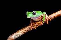 Barred leaf frog (Phyllomedusa tomopterna) captive from South America.