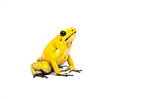 Yellow poison dart frog (Phyllobates terribilis) the world's most poisonous amphibian captive from northern South America.