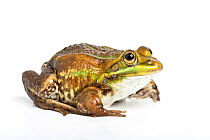 Pool Frog (Pelophylax lessonae) captive. (Extinct in Britain since 1990s but re-introduced to a site in Norfolk.)