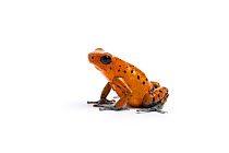 Strawberry poison dart frog (Oophaga pumilio) captive from Central America.