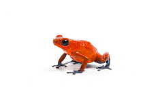 Strawberry poison dart frog (Oophaga pumilio) captive from Central America.