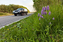 Common spotted orchid (Dactylorhiza fuchsii) flowering  in verge beside busy road, Derbyshire, England, UK, July