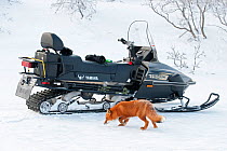 Red fox (Vulpes vulpes) investigating snow mobile,  Kamchatka, Far East Russia, January 2008.