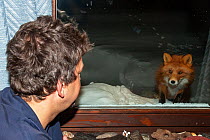 Photographer Sergey Gorshkov viewing Red fox (Vulpes vulpes) through window, Kamchatka, Far East Russia.