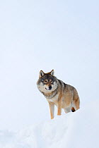 European grey wolf (Canis lupus) in snow, captive, Norway, February.