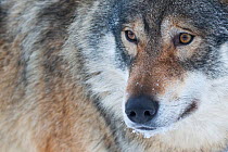 Close-up portrait of a European grey wolf (Canis lupus), captive, Norway, February.