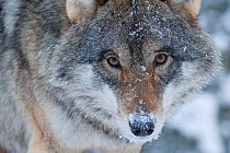 RF- Close-up portrait of a European grey wolf (Canis lupus), captive, Norway, February. (This image may be licensed either as rights managed or royalty free.)