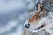 RF- Close-up portrait of a European grey wolf (Canis lupus), captive, Norway, February. (This image may be licensed either as rights managed or royalty free.)