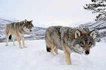 Two European grey wolves (Canis lupus) walking in snow, captive, Norway, February.