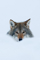 RF- Portrait of a European grey wolf (Canis lupus) in snow, captive, Norway, February. (This image may be licensed either as rights managed or royalty free.)
