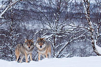 Two European grey wolves (Canis lupus) in woodland, captive, Norway, February.