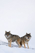 RF- Two European grey wolves (Canis lupus) in snow, captive, Norway, February. (This image may be licensed either as rights managed or royalty free.)