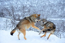 Two European grey wolves (Canis lupus) fighting in snow, captive, Norway, February.