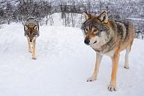Two European grey wolves (Canis lupus) walking in snow, captive, Norway, February.