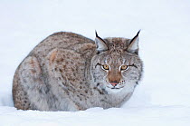 European lynx (Lynx lynx)  in snow, captive, Norway, February.