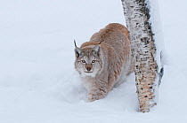 European lynx (Lynx lynx) walking in snow, captive, Norway, February.