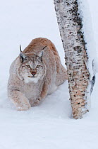 European lynx (Lynx lynx) walking in snow, captive, Norway, February.
