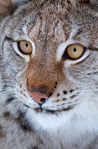 RF- Portrait of a European lynx (Lynx lynx), captive, Norway, February. (This image may be licensed either as rights managed or royalty free.)