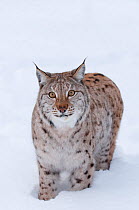 European lynx (Lynx lynx) in snow, captive, Norway, February.