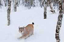 European lynx (Lynx lynx) walking through snow in a woodland, captive, Norway, February.